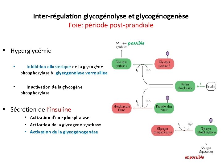 Inter-régulation glycogénolyse et glycogénogenèse Foie: période post-prandiale possible § Hyperglycémie • Inhibition allostérique de