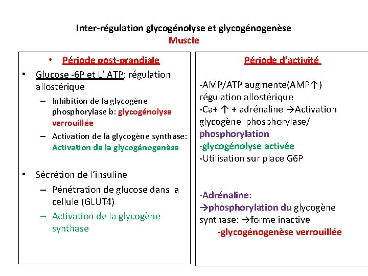 Inter-régulation glycogénolyse et glycogénogenèse Muscle • Période post-prandiale • Glucose -6 P et L’