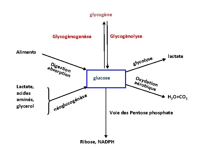 glycogène Glycogènogenèse Glycogènolyse Aliments lyse o c y l g D absigestio orp n