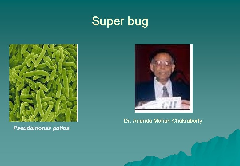 Super bug Dr. Ananda Mohan Chakraborty Pseudomonas putida. 
