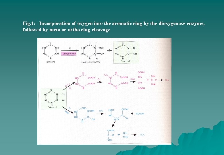 Fig. 1: Incorporation of oxygen into the aromatic ring by the dioxygenase enzyme, followed