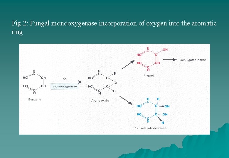 Fig. 2: Fungal monooxygenase incorporation of oxygen into the aromatic ring 