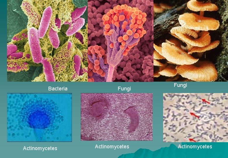 Bacteria Actinomycetes Fungi Actinomycetes 