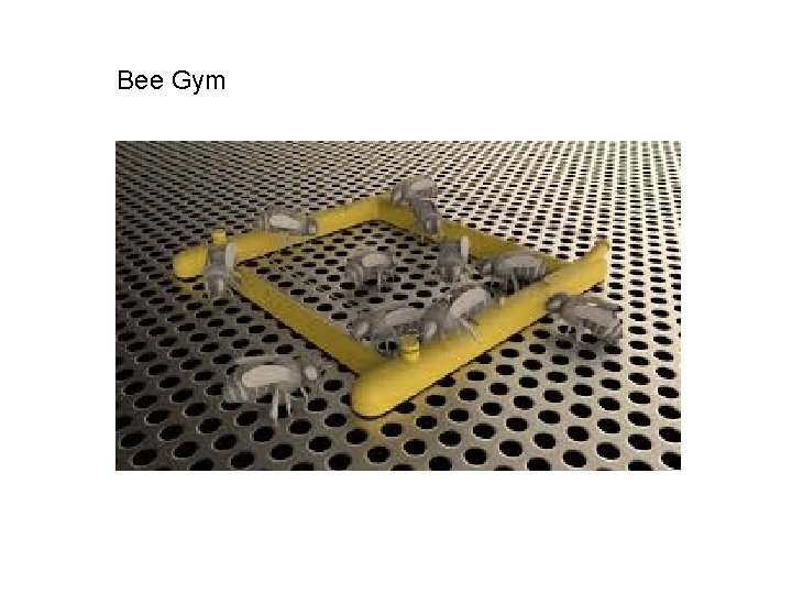Bee Gym 