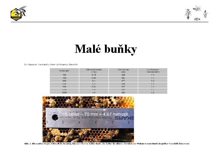 Malé buňky 