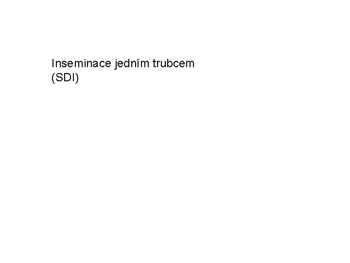Inseminace jedním trubcem (SDI) 