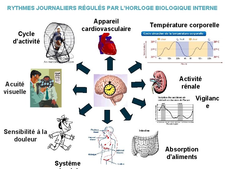 RYTHMES JOURNALIERS RÉGULÉS PAR L’HORLOGE BIOLOGIQUE INTERNE Cycle d’activité Appareil cardiovasculaire Température corporelle Activité