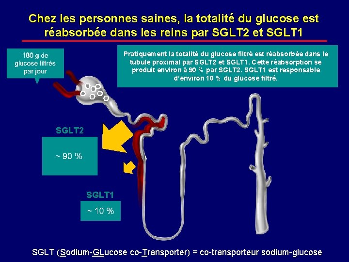 Chez les personnes saines, la totalité du glucose est réabsorbée dans les reins par