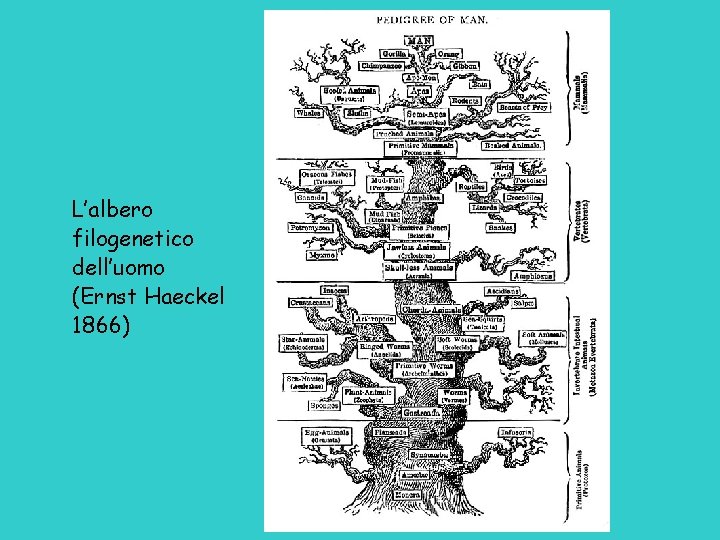 L’albero filogenetico dell’uomo (Ernst Haeckel 1866) 