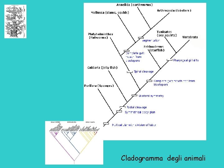 Cladogramma degli animali 