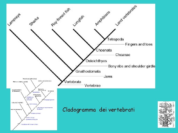 Cladogramma dei vertebrati 