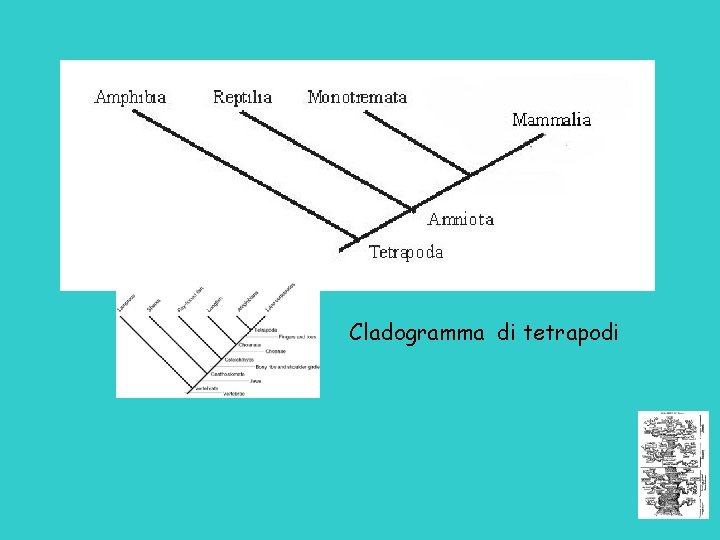Cladogramma di tetrapodi 