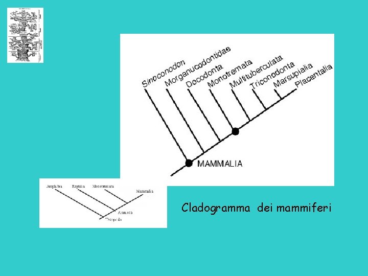 Cladogramma dei mammiferi 