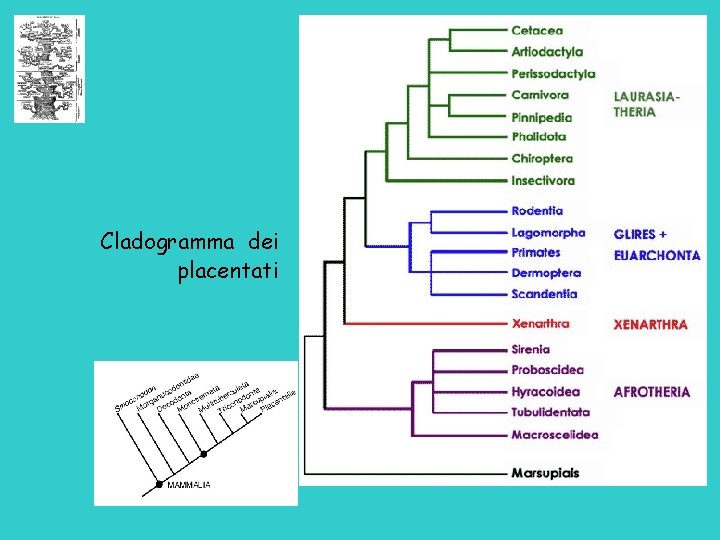 Cladogramma dei placentati 