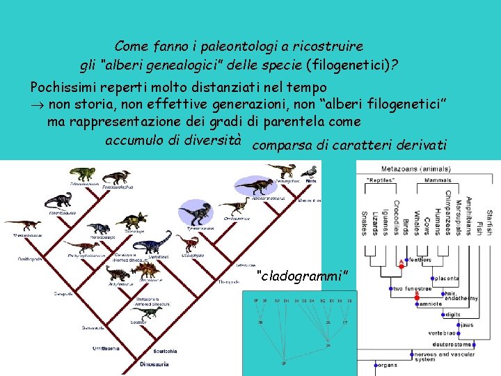 Come fanno i paleontologi a ricostruire gli “alberi genealogici” delle specie (filogenetici)? Pochissimi reperti