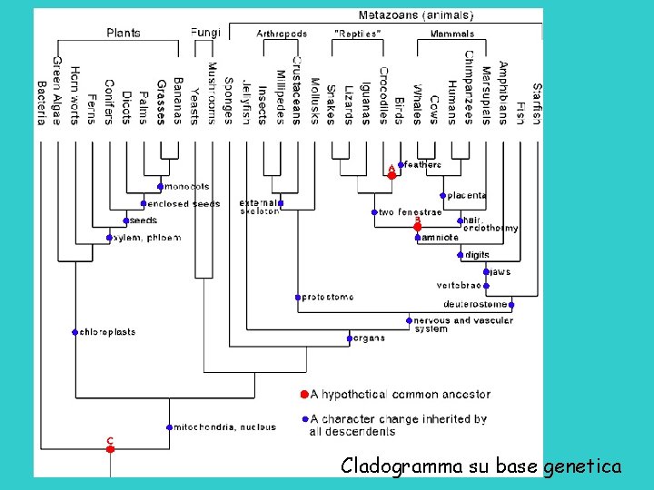 Cladogramma su base genetica 