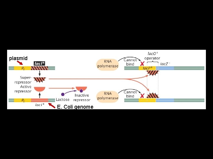 plasmid E. Coli genome 