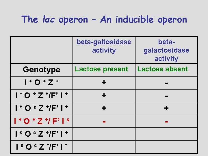 The lac operon – An inducible operon beta-galtosidase activity Genotype Lactose present betagalactosidase activity