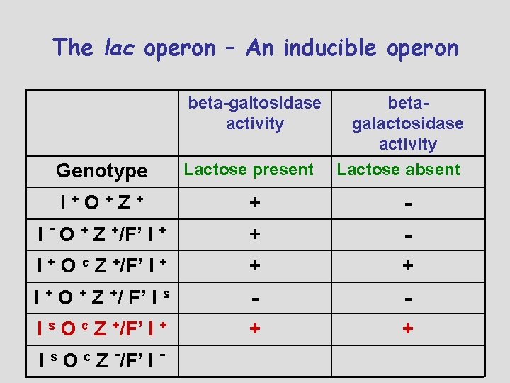 The lac operon – An inducible operon beta-galtosidase activity Genotype Lactose present betagalactosidase activity