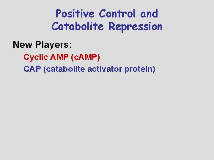 Positive Control and Catabolite Repression New Players: Cyclic AMP (c. AMP) CAP (catabolite activator