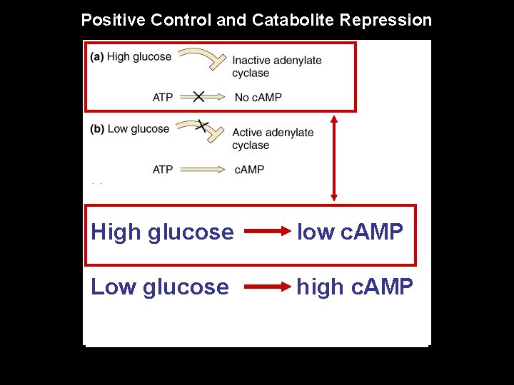 Positive Control and Catabolite Repression High glucose low c. AMP Low glucose high c.