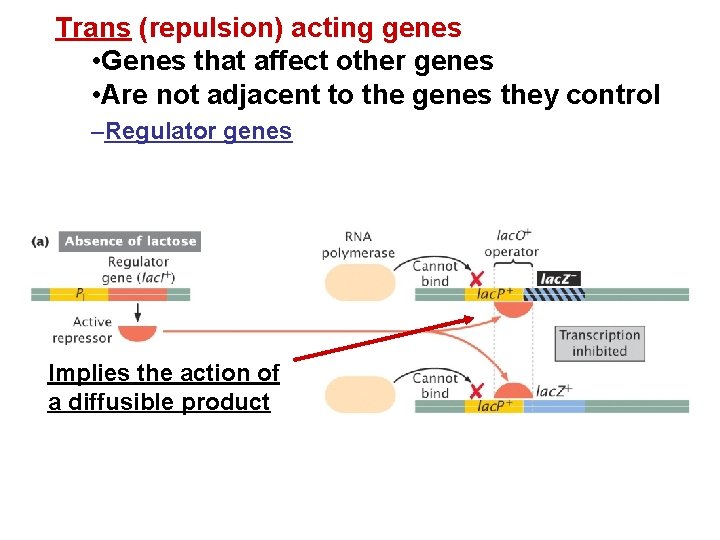 Trans (repulsion) acting genes • Genes that affect other genes • Are not adjacent