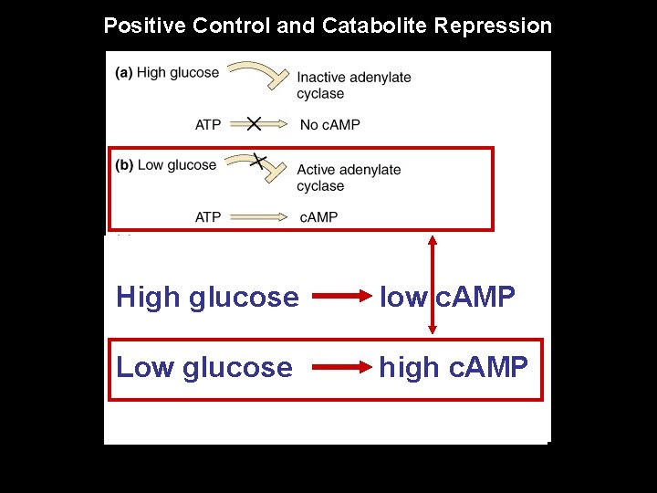 Positive Control and Catabolite Repression High glucose low c. AMP Low glucose high c.