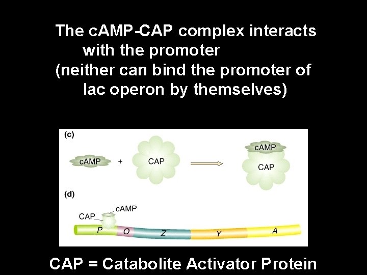 The c. AMP-CAP complex interacts with the promoter (neither can bind the promoter of