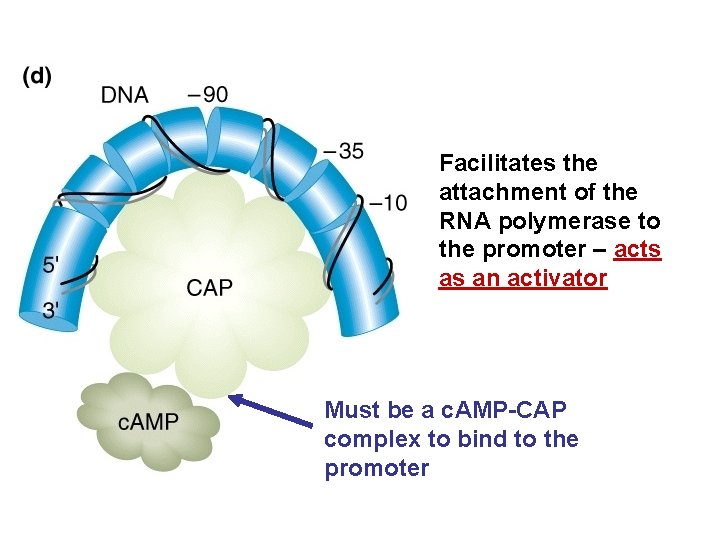 Facilitates the attachment of the RNA polymerase to the promoter – acts as an