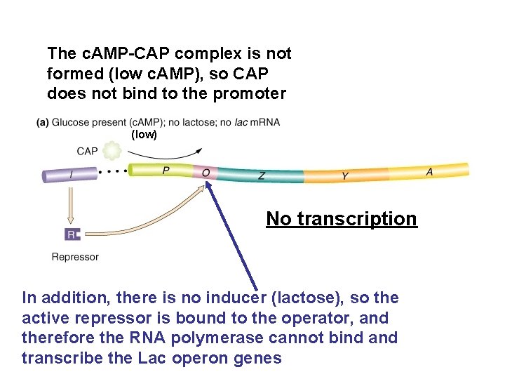 The c. AMP-CAP complex is not formed (low c. AMP), so CAP does not