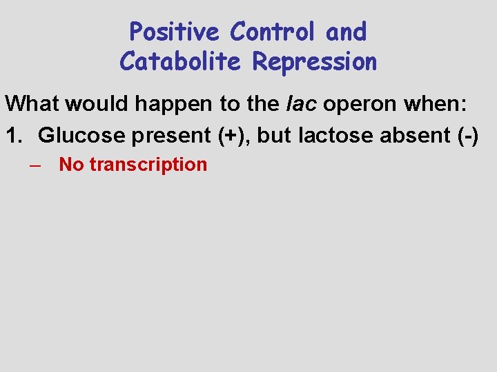Positive Control and Catabolite Repression What would happen to the lac operon when: 1.