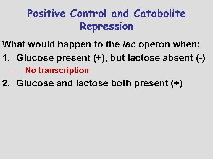 Positive Control and Catabolite Repression What would happen to the lac operon when: 1.