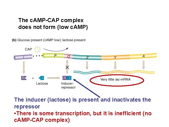 The c. AMP-CAP complex does not form (low c. AMP) The inducer (lactose) is