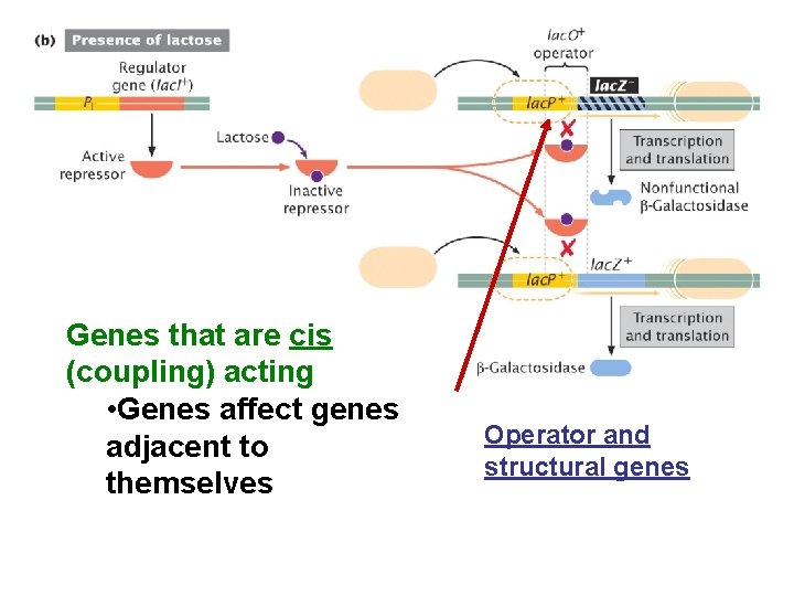 Genes that are cis (coupling) acting • Genes affect genes adjacent to themselves Operator