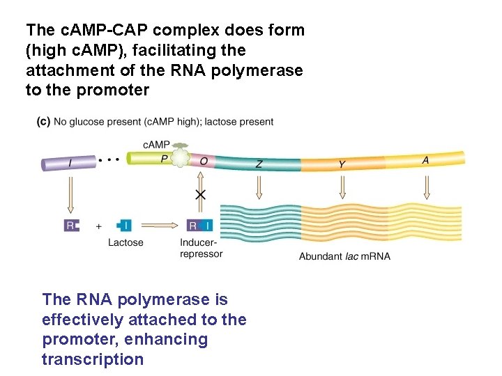 The c. AMP-CAP complex does form (high c. AMP), facilitating the attachment of the