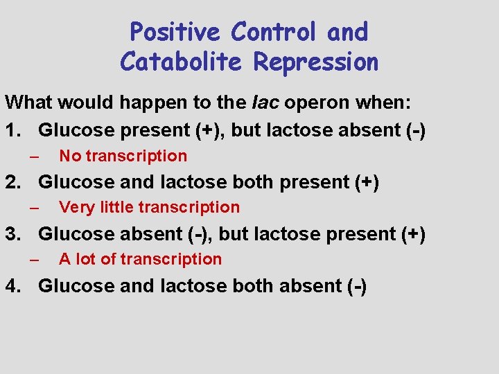 Positive Control and Catabolite Repression What would happen to the lac operon when: 1.