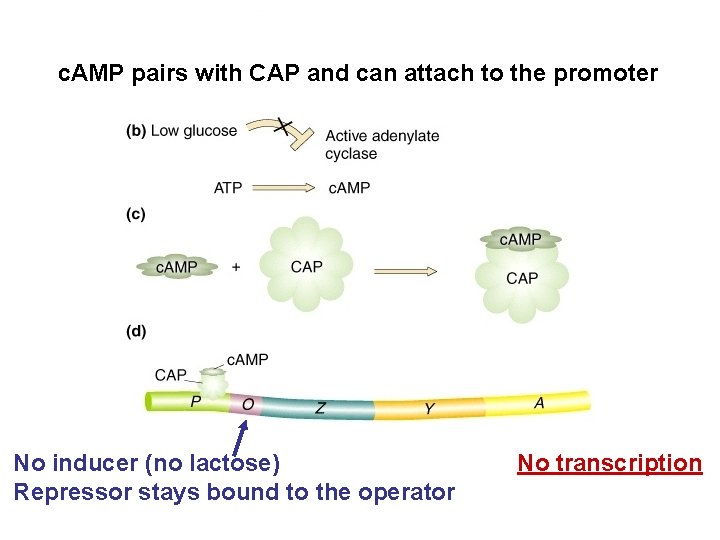 c. AMP pairs with CAP and can attach to the promoter No inducer (no