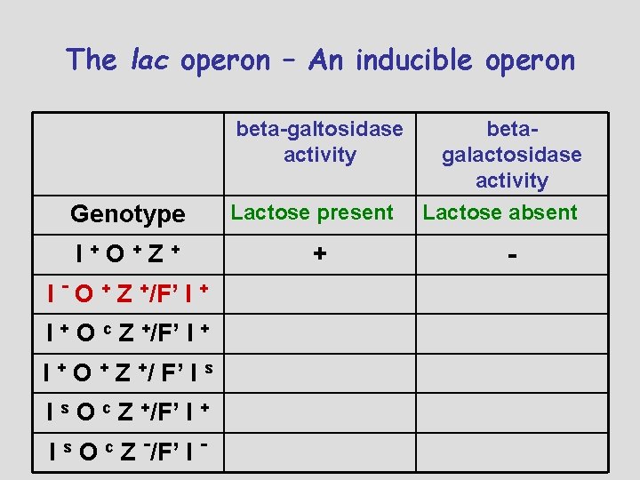 The lac operon – An inducible operon beta-galtosidase activity Genotype I+O+Z+ I - O