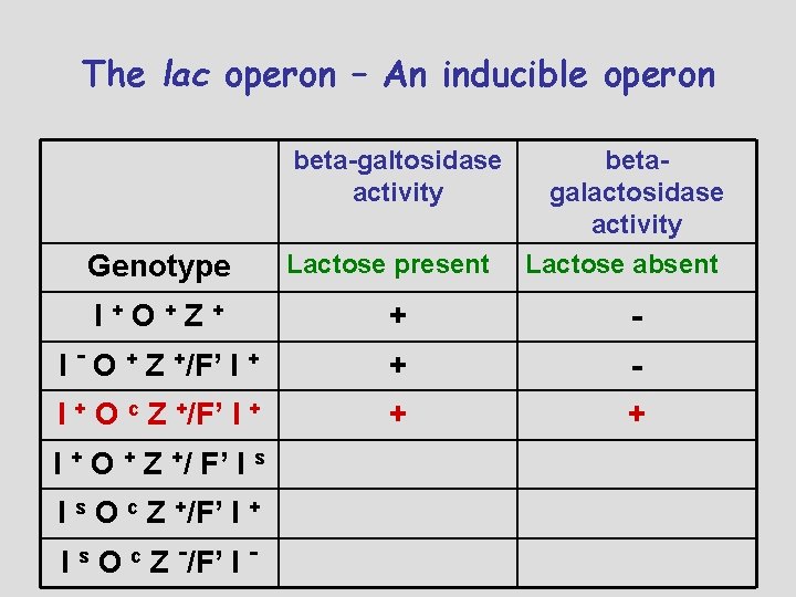 The lac operon – An inducible operon beta-galtosidase activity Genotype Lactose present betagalactosidase activity