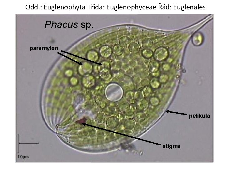 Odd. : Euglenophyta Třída: Euglenophyceae Řád: Euglenales Phacus sp. paramylon pelikula stigma 