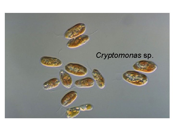 Cryptomonas sp. 