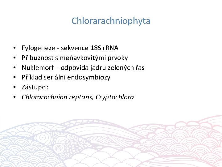 Chlorarachniophyta • • • Fylogeneze - sekvence 18 S r. RNA Příbuznost s meňavkovitými