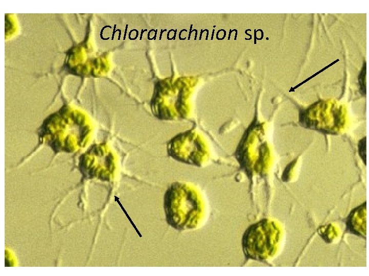 Chlorarachnion sp. 