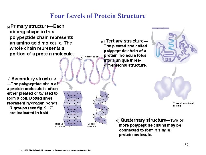 Four Levels of Protein Structure Primary structure—Each oblong shape in this polypeptide chain represents