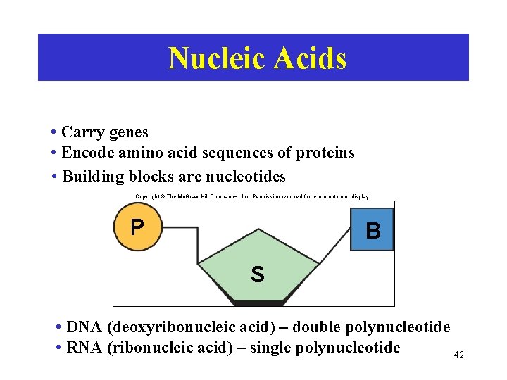 Nucleic Acids • Carry genes • Encode amino acid sequences of proteins • Building