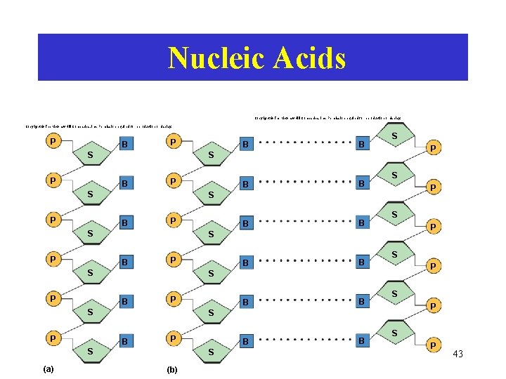 Nucleic Acids Copyright © The Mc. Graw-Hill Companies, Inc. Permission required for reproduction or