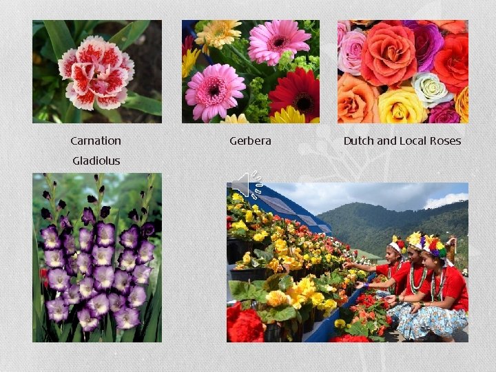 Carnation Gladiolus Gerbera Dutch and Local Roses 