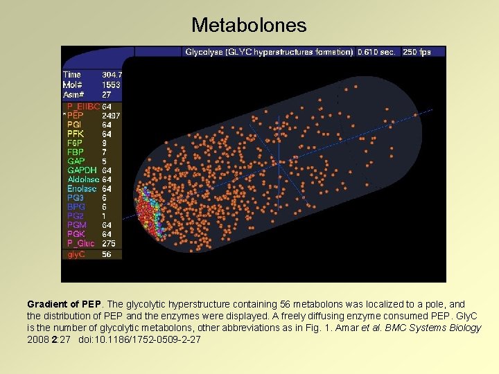 Metabolones Gradient of PEP. The glycolytic hyperstructure containing 56 metabolons was localized to a