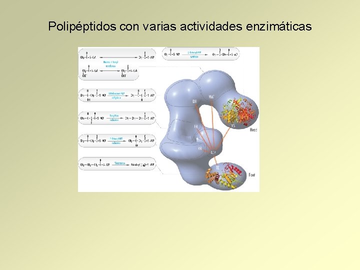 Polipéptidos con varias actividades enzimáticas 