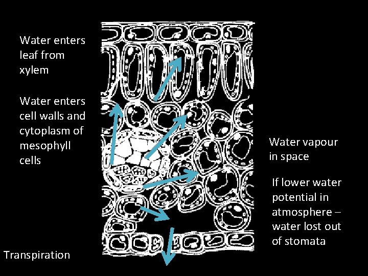 Water enters leaf from xylem Water enters cell walls and cytoplasm of mesophyll cells Water enters leaf from xylem Water enters cell walls and cytoplasm of mesophyll cells